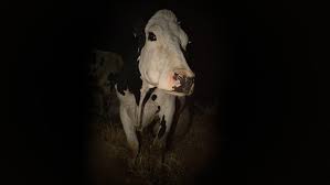mjcox111's tweet photo. Cow is a rough watch. It forces you to live in the mud and wallow in the muck. It cuts you off at the knees and pounds you over the head with what it's trying to show with how we treat these animals. #stliff https://t.co/ChjrBA6mXM