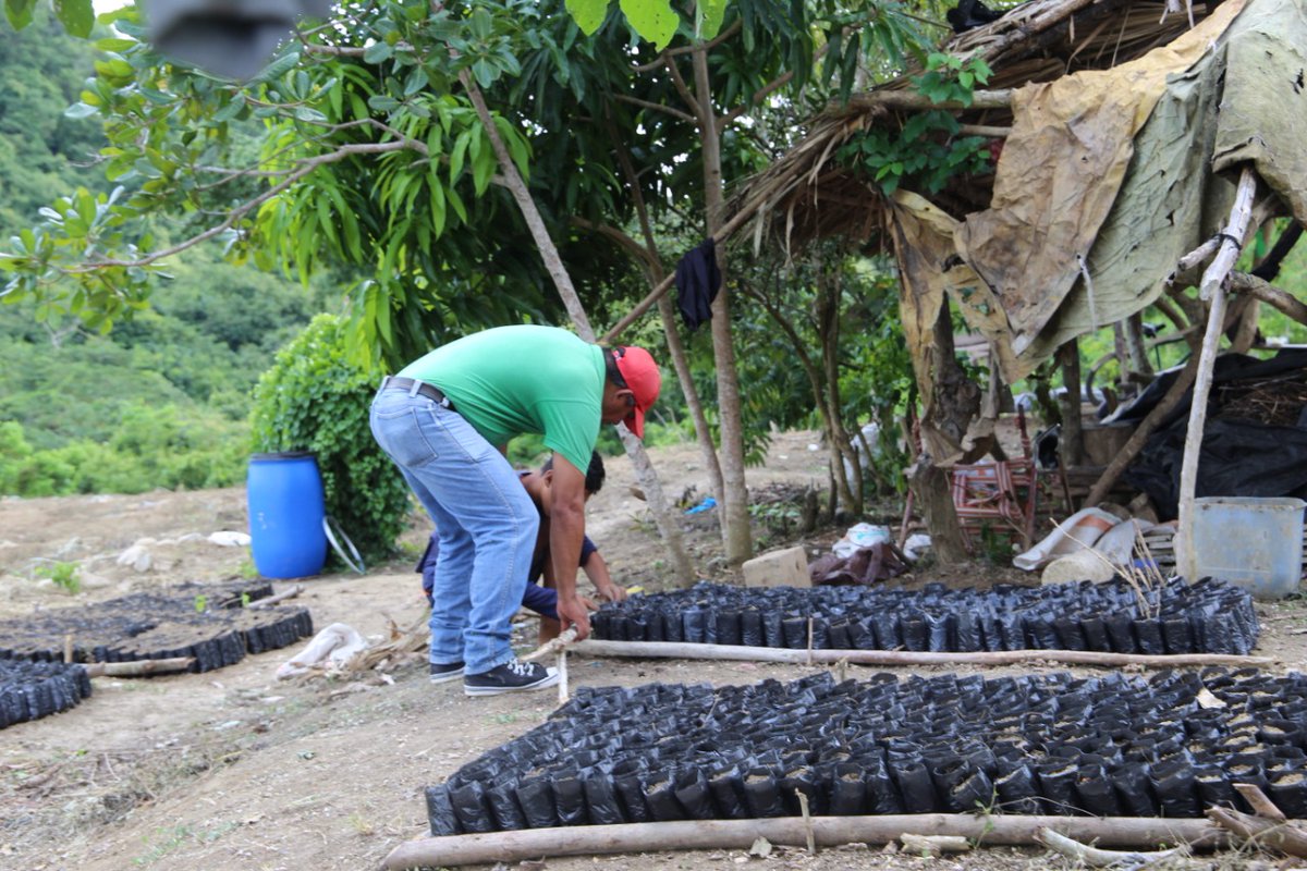 Sembra_Global's tweet photo. #castorseeds to produce #catoroil, 100% from #Colombia and with the aim to change people lives thought fair trades with the #Farmers @juangobotero together we can change lives @ZeaNavarro @IvanDuque @USAID_Colombia https://t.co/7FwjWgszJH