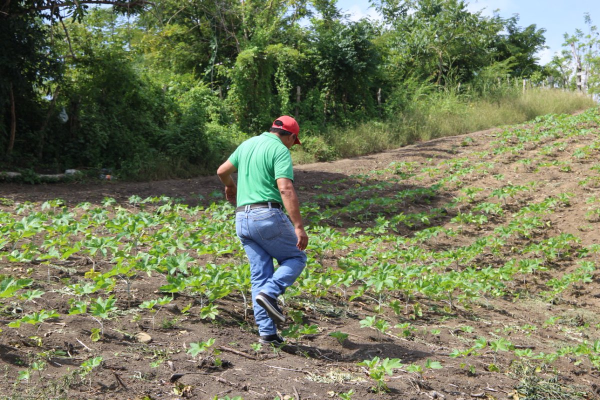 Sembra_Global's tweet photo. #castorseeds to produce #catoroil, 100% from #Colombia and with the aim to change people lives thought fair trades with the #Farmers @juangobotero together we can change lives @ZeaNavarro @IvanDuque @USAID_Colombia https://t.co/7FwjWgszJH