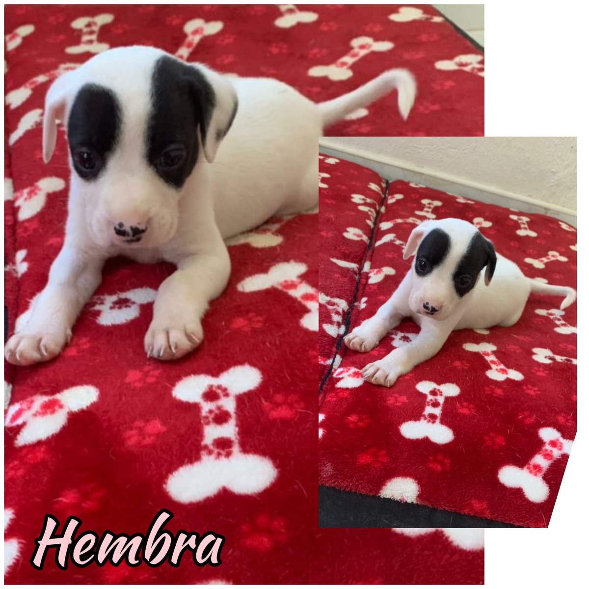 SALVANDO4AL1OO's tweet photo. #AdopciónResponsable
Lleva un amigo a casa 🐶
4 hembras
2 machos  para #Adopción 
Whatsapp 🈯
https://t.co/bDUYUw1I4N
https://t.co/X44kmwCtGA
https://t.co/avX6srs49n
https://t.co/m6ElkjnX4O
#Adoptando #kikovuelve #1Dolar1Peso #EnsayoMasGrandeDelMundo https://t.co/X2frW0txbG