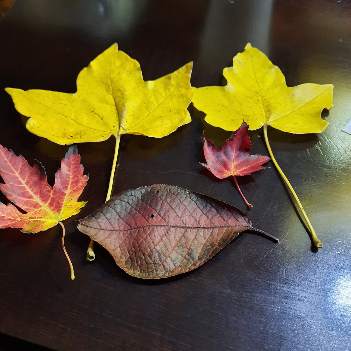 LindaOldBird's tweet photo. Mama and I used to send each other pretty colorful leaves in tge autumn #missingmama today https://t.co/POUnQ5Zkp8