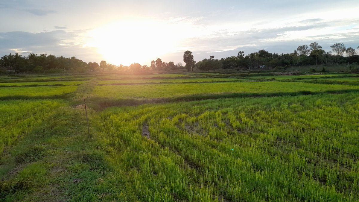 sun rise with paddy field