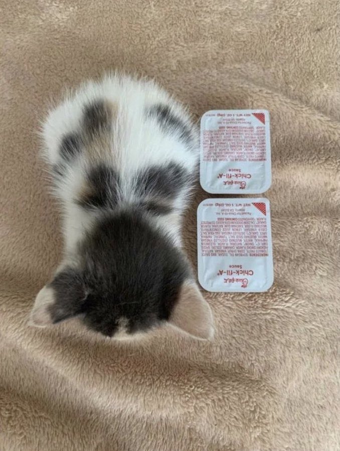 котёночек размером, как два соусика 🥺

Распространите!!