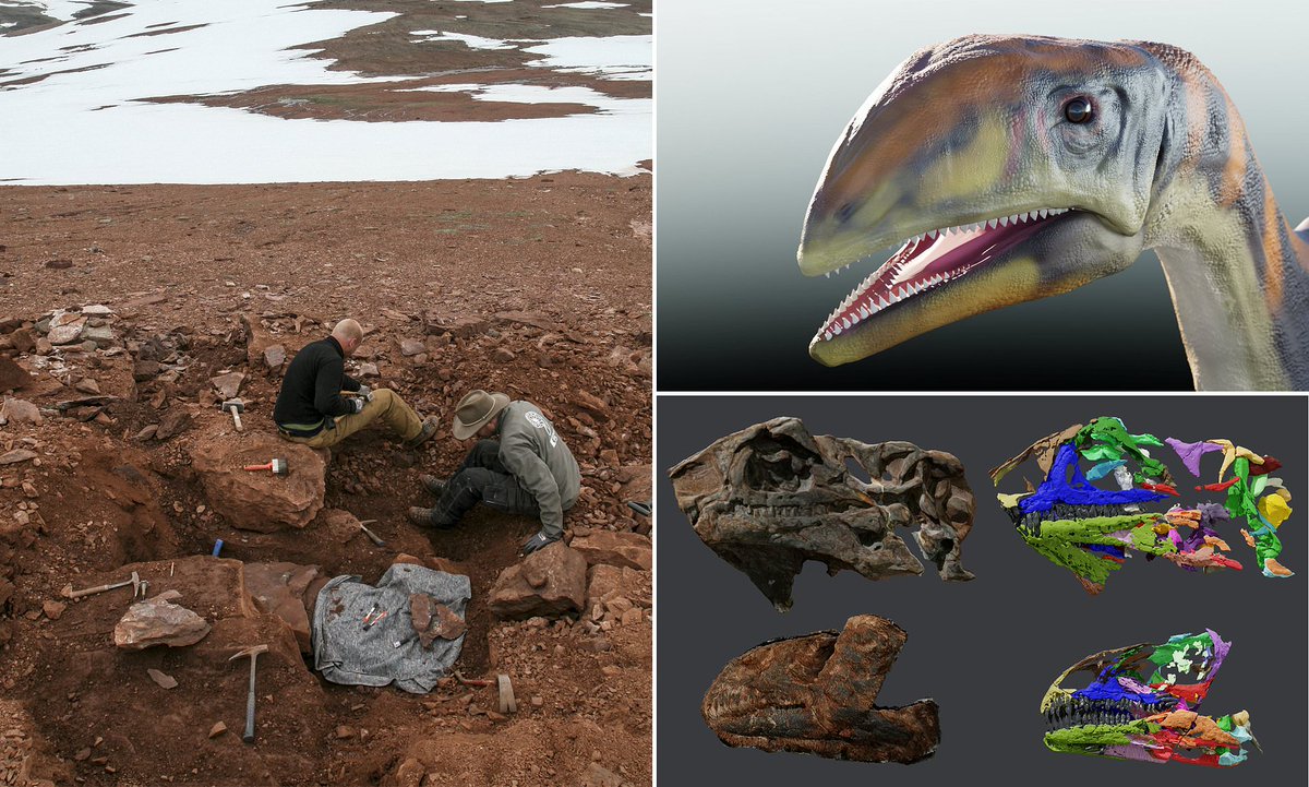 CaraSantaMaria's tweet photo. Meet 'cold bone': The first distinct dinosaur species ever found in Greenland!
#DinoDiscovery #Greenland #Coldbone #DinoFossils #Dinosaurs #Paleontology
https://t.co/K1vioAUskU https://t.co/N1Z6JNPtMl