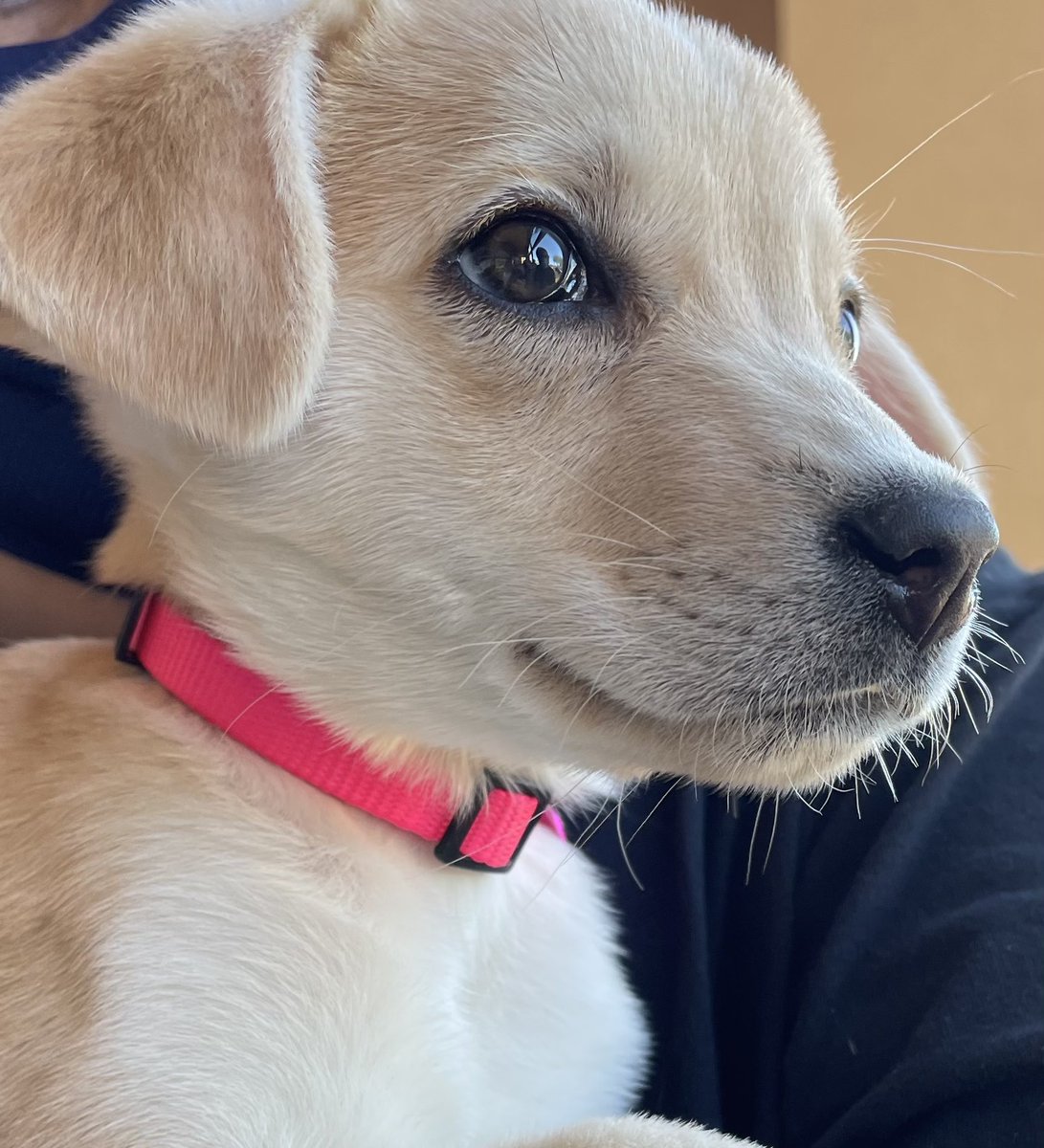 New member of the family! 🐶❤️