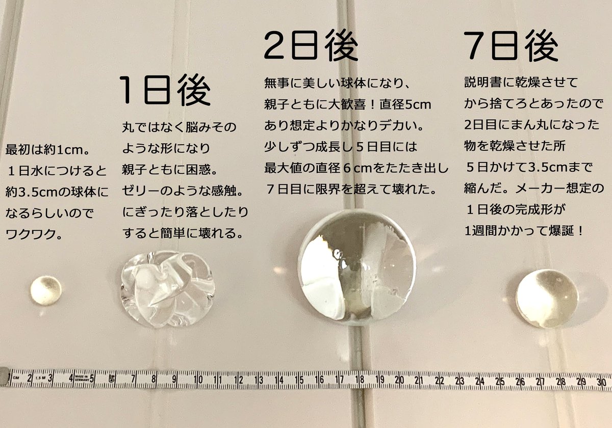 hiro_hocha's tweet photo. ダイソーの「水で膨らむ不思議なボール」が非常に面白かったので自由研究しました✨
毎日お風呂タイムに親子でボールの成長を見守り、愛で、1週間遊び倒しました😆 https://t.co/z6FAbrfR58