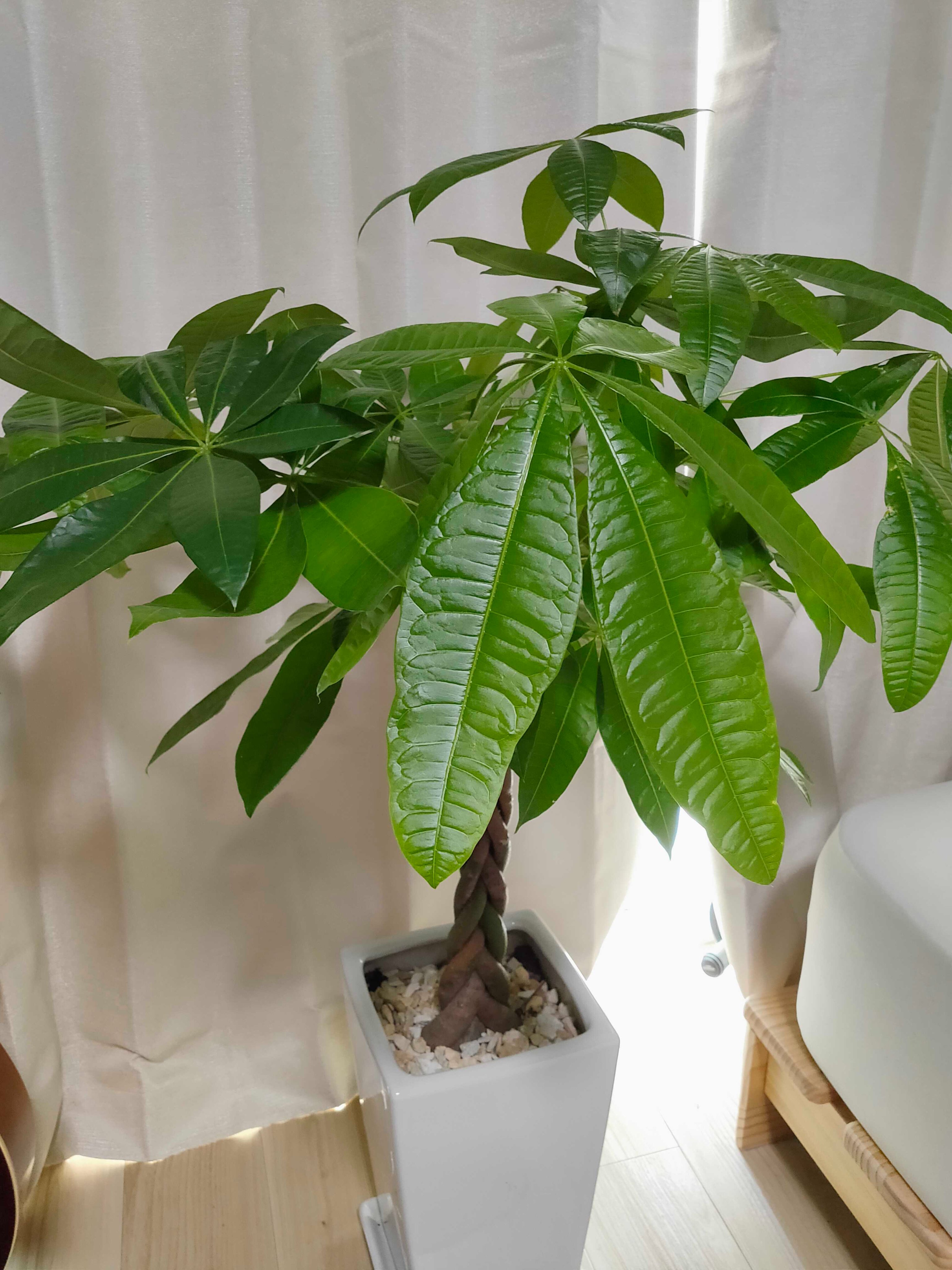 تويتر 日下俊 見た目は学生 頭脳はアラサー على تويتر パキラは水やり週１で問題なく育つので初心者におすすめ 手間かからなすぎて 育ててるというより勝手に育ってる感覚 笑