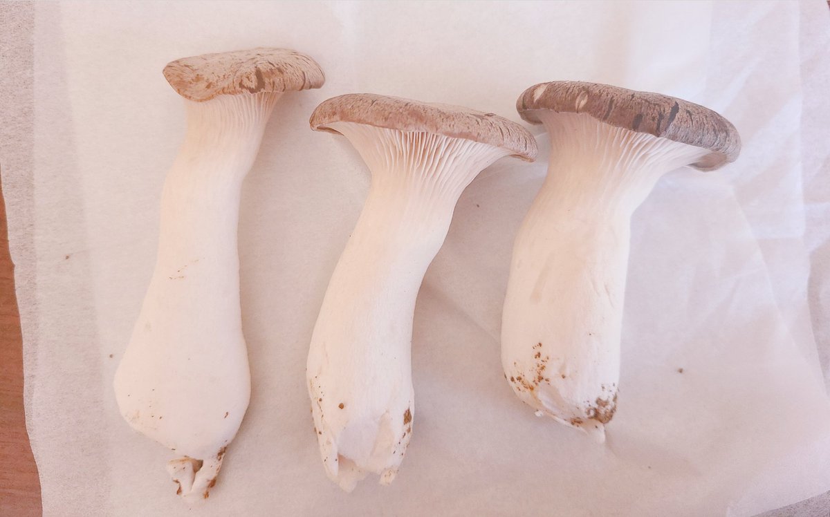 栽培してたエンリンギを収穫しました🍄☺️✨ 