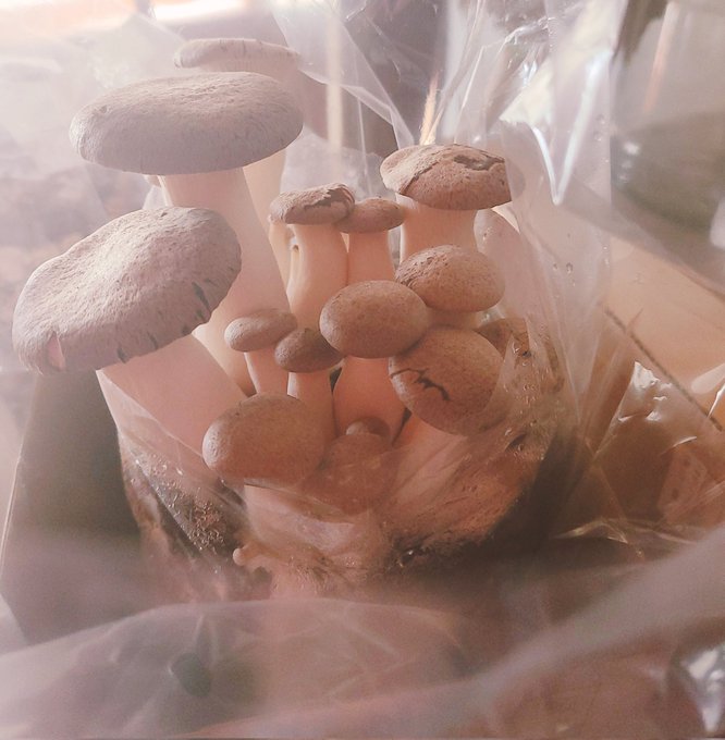 栽培してたエンリンギを収穫しました🍄☺️✨ 