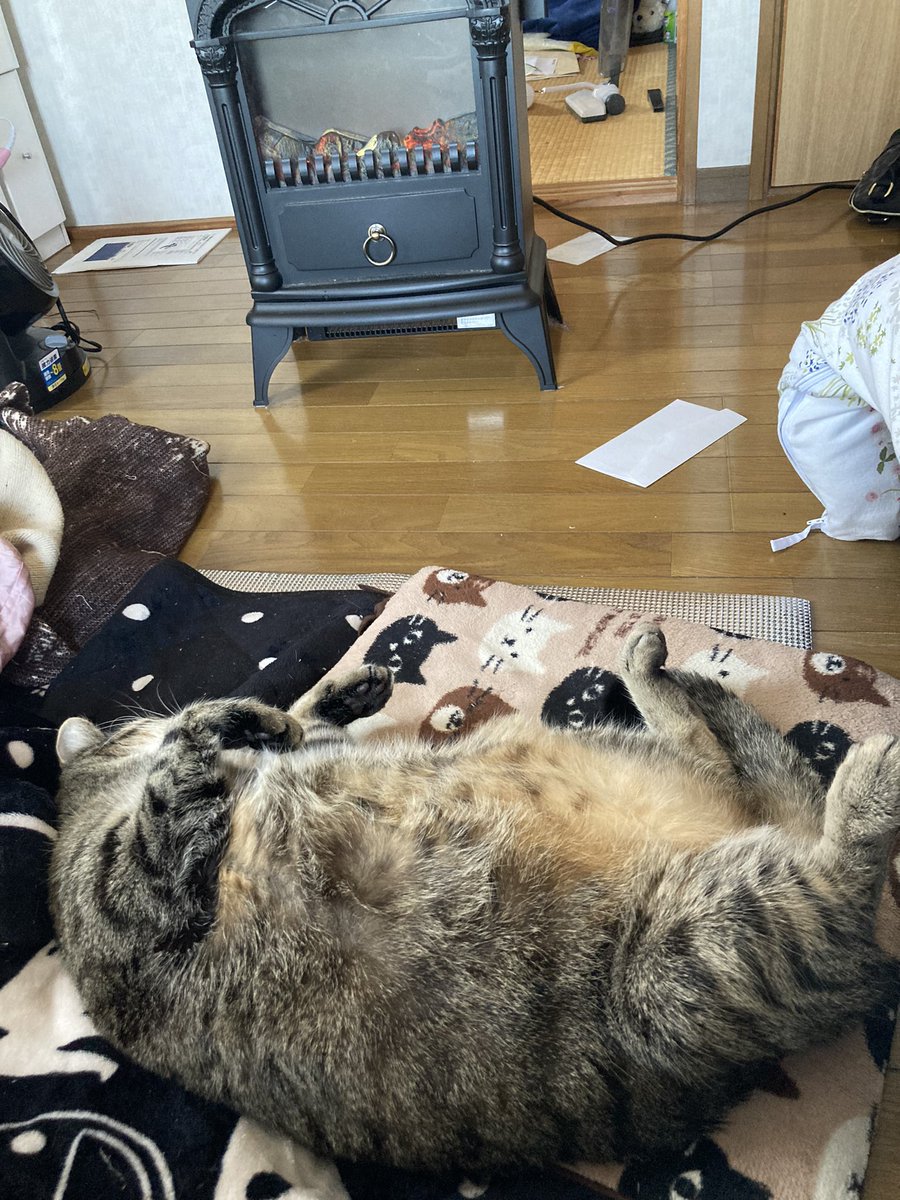 bowserthekitty's tweet photo. We luv space heater season #chonk https://t.co/Il8O02YsuX