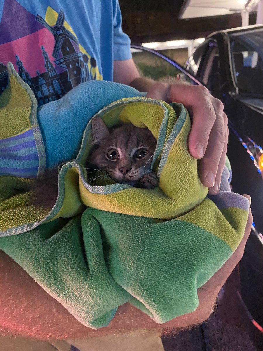BitchestheCat's tweet photo. Sport is probably the greatest thing to come out of the pandemic. He gave us hope. He reminded us to love. He is everything good in this world. https://t.co/30dGE4C6Gu
