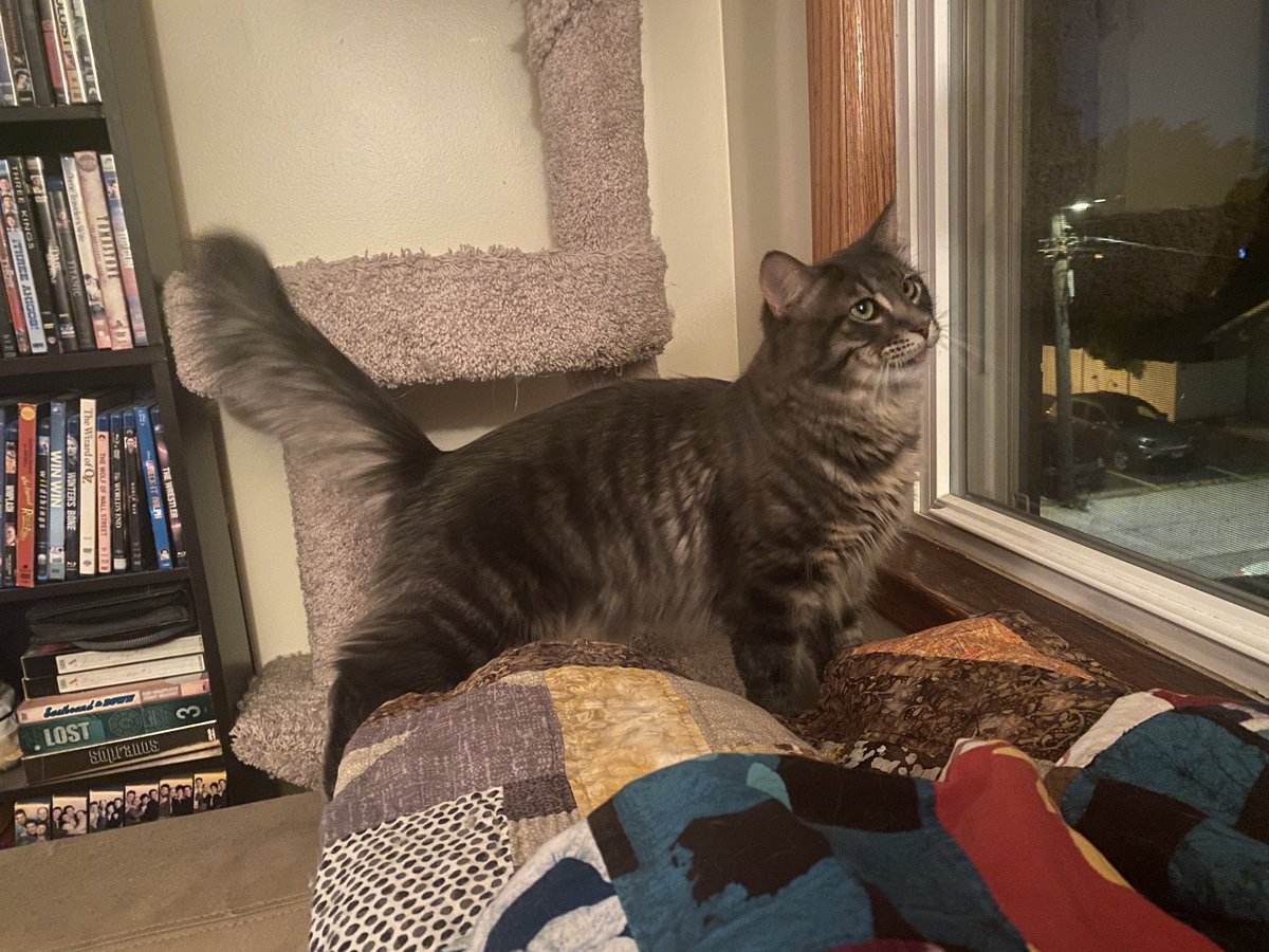 BitchestheCat's tweet photo. Sport is probably the greatest thing to come out of the pandemic. He gave us hope. He reminded us to love. He is everything good in this world. https://t.co/30dGE4C6Gu