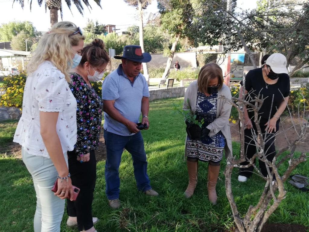 _SincroniaCiuda's tweet photo. Hermosamiento de la plaza de Altovalsol, #La Serena, con plantas ornamentales. Junto a la directiva de la Junta de vecinos y vecinas.💪♥️🌱☘ https://t.co/ZgOzGXgiF3