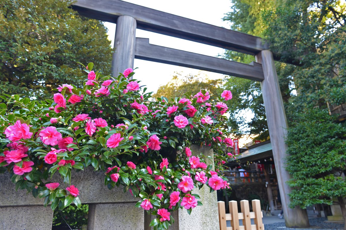 冬の花の代名詞ともいえる山茶花 さざんか の花が咲きました 早いもので今年も残すところ1か月半 新しい年のカレンダーの準備はお 21 11 14 東京大神宮