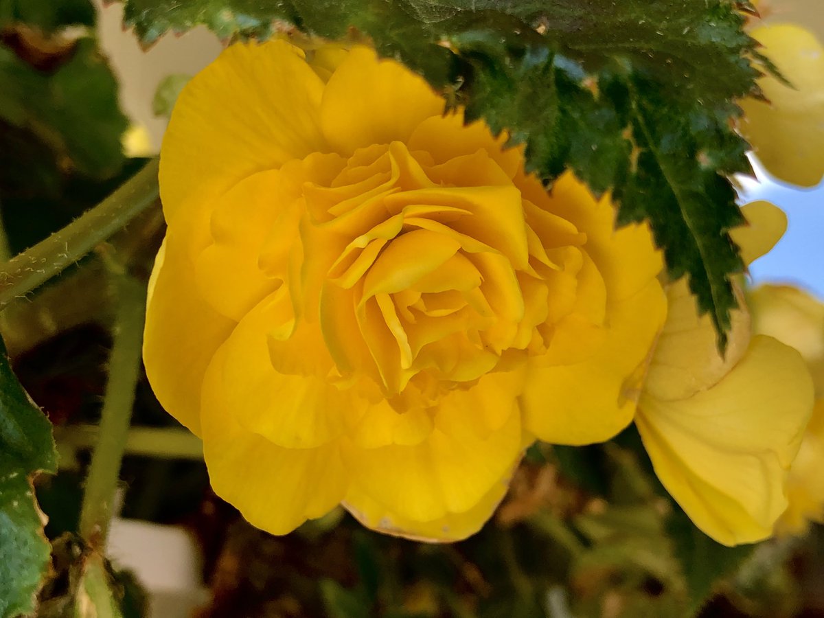 Oatuling's tweet image. ⁦@henryandfriends⁩ Hi Henry I’m sorry to see you have been under the weather. Here are some summer flowers to brighten your day. Sending you hugs and to feel better so you can get back to skipping