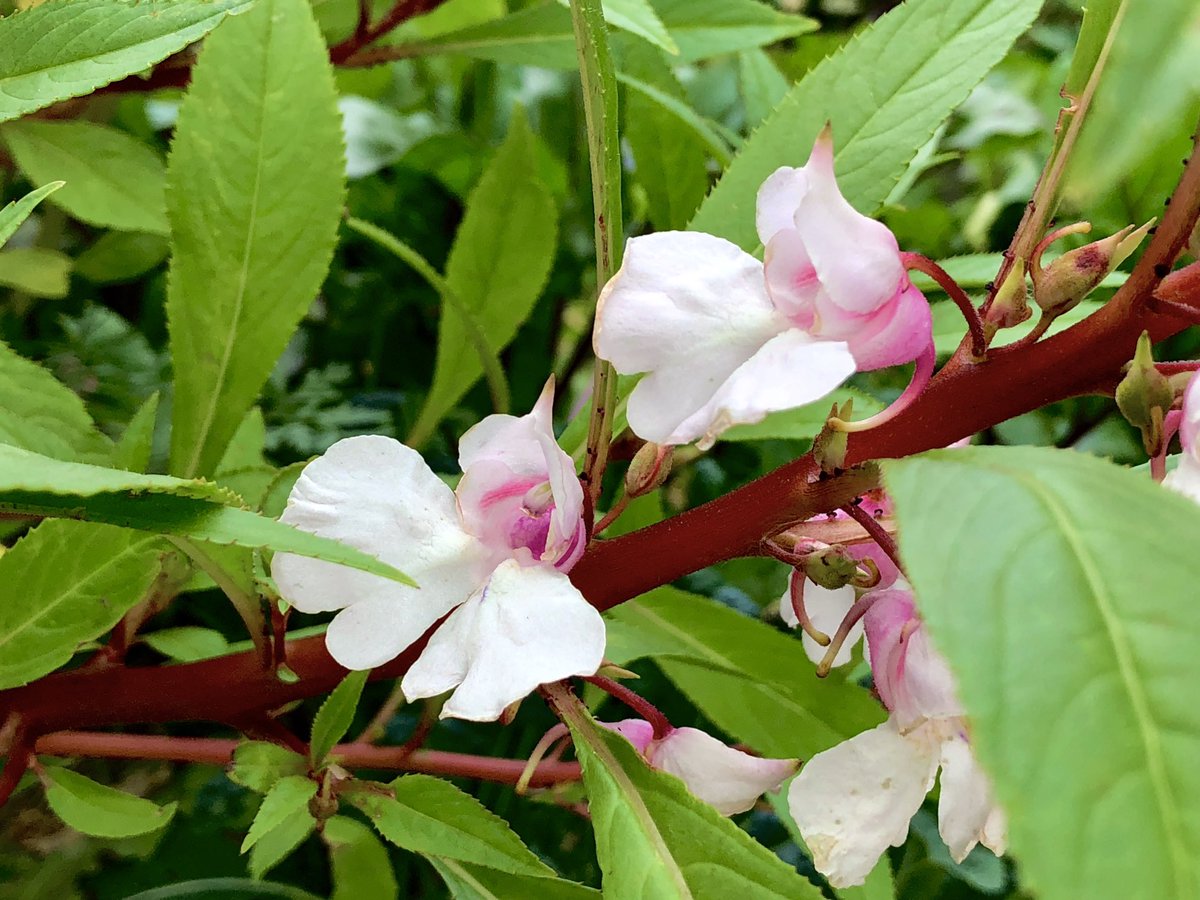 Oatuling's tweet image. ⁦@henryandfriends⁩ Hi Henry I’m sorry to see you have been under the weather. Here are some summer flowers to brighten your day. Sending you hugs and to feel better so you can get back to skipping