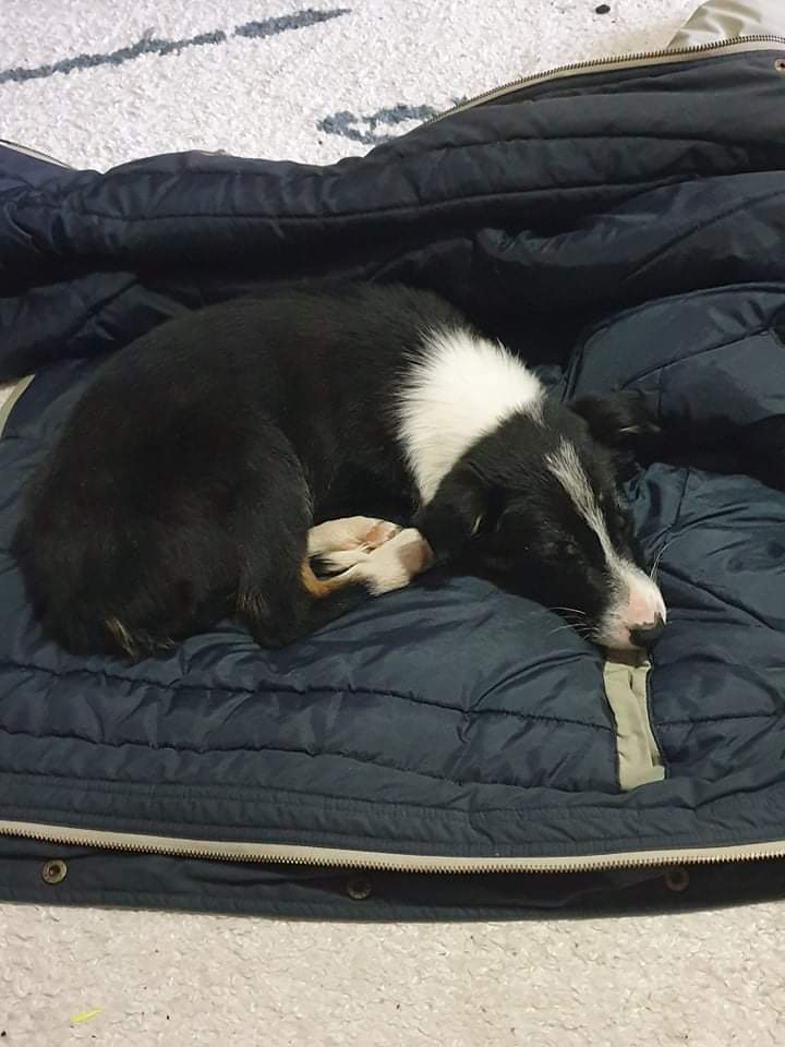 MichaelSRage's tweet photo. I'm drunk and can't contain my excitement MY PARENTS GOT A NEW PUPPY https://t.co/PM2AGIXOsp