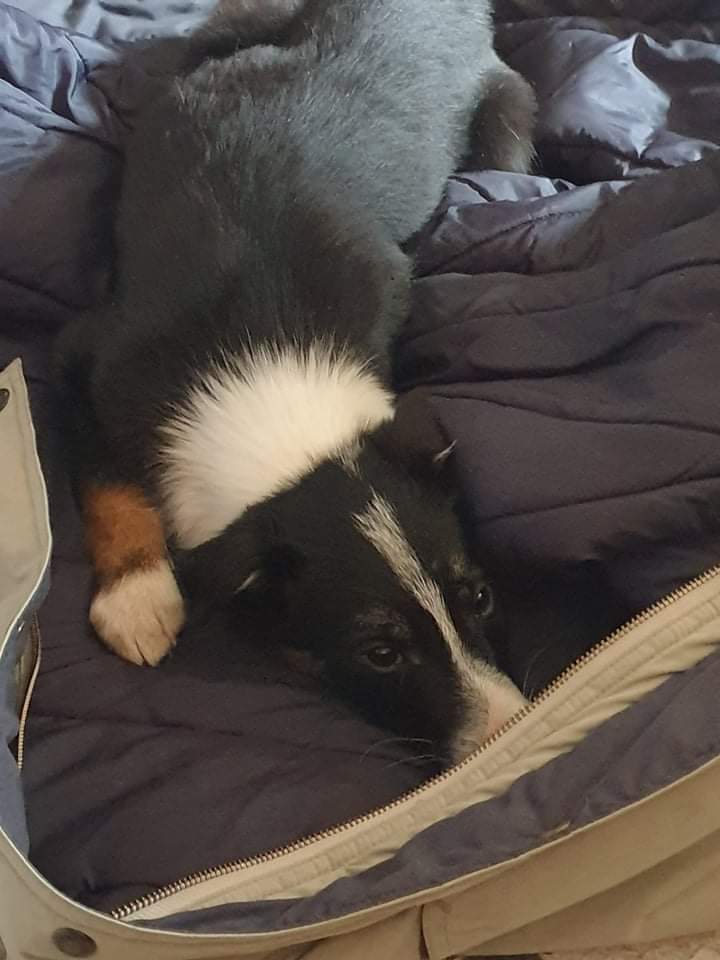 MichaelSRage's tweet photo. I'm drunk and can't contain my excitement MY PARENTS GOT A NEW PUPPY https://t.co/PM2AGIXOsp