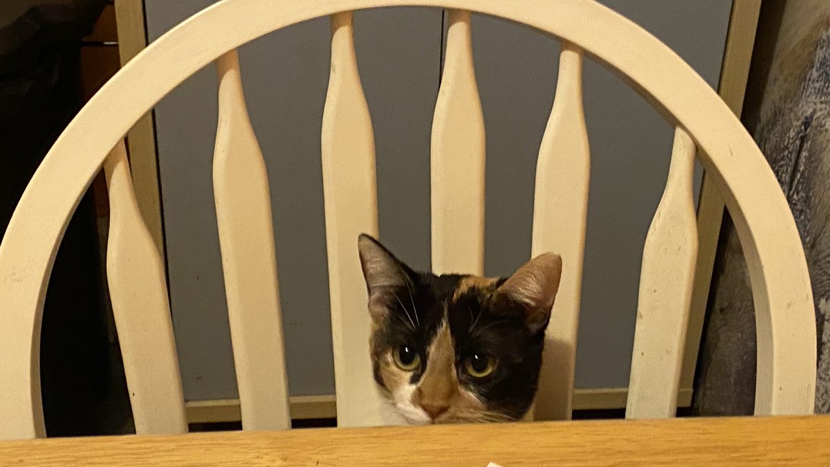 shefik_info's tweet photo. My cat likes to copy what I do. When I sit at the kitchen table, she also sits at the kitchen table.
This is what happens when you work from home. Soon, our pets will be running the businesses, because they are learning from us.
#TheCatChronicles #AnotherCat https://t.co/QrREAv1nBQ