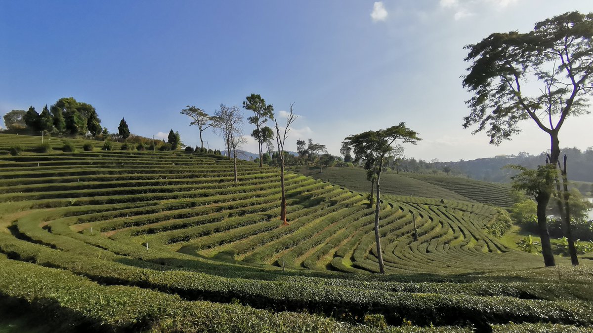 TAT Chiang Rai tweet media