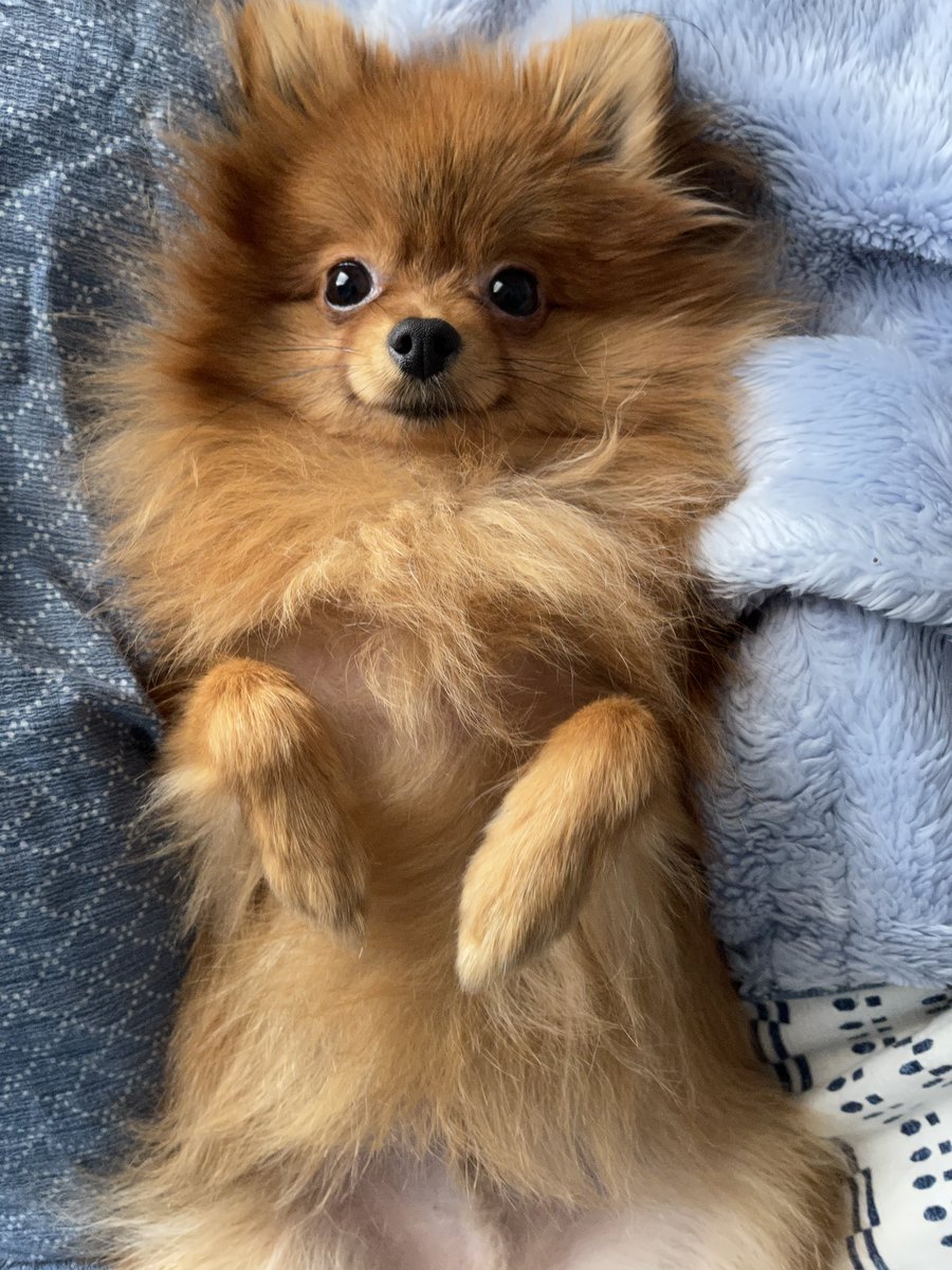 可愛い犬