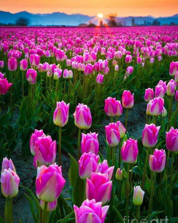 BeautyNature___'s tweet photo. Good morning everyone.😍
#nature #NaturePhotography https://t.co/gvsGx0DlT8