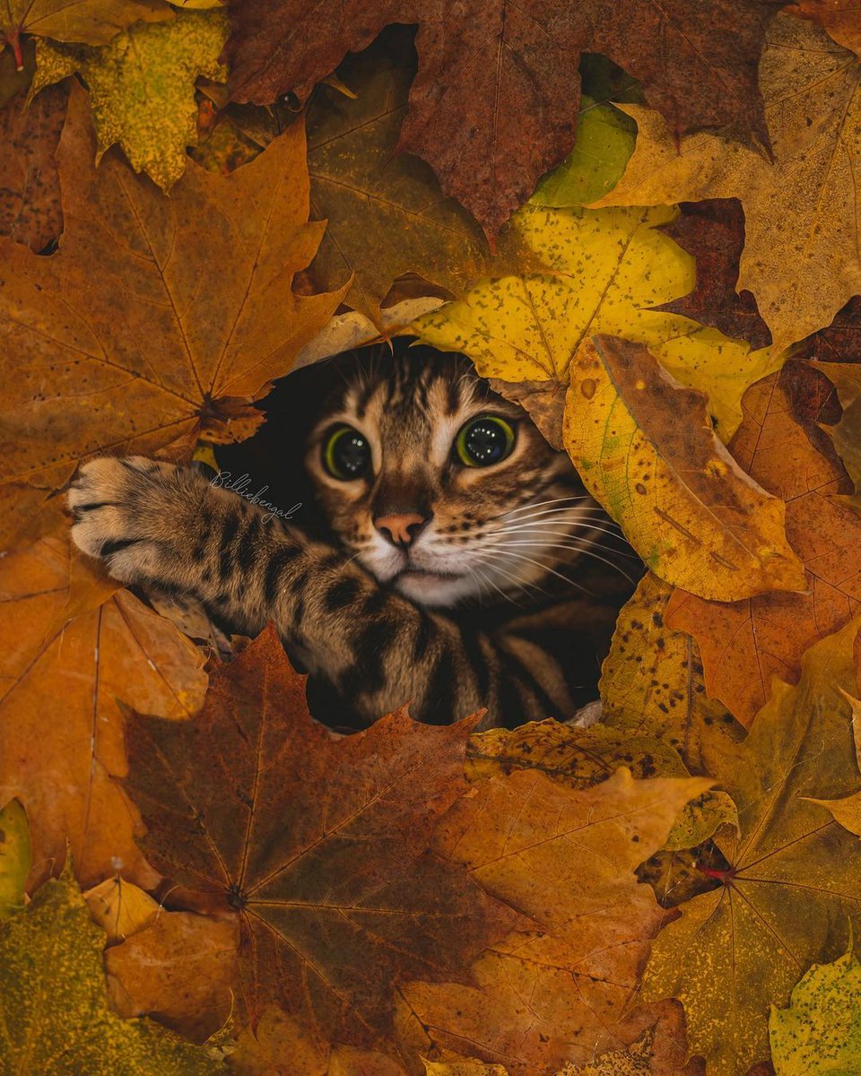 leighterry1932's tweet photo. Beautiful Billie Bengal 😍 #caturday #autumnvibes🍁
Photo: @billiebengal
#bengalcat #bengalsofinstagram #caturdaycuties #catstagram #beautiful #bengals #fall #catsofinstagram #instagood #autumn #catsoftwitter #bengalcats #cute #norway #cats #CaturdayEve #catsofnorway 🐱 https://t.co/3F6czm2MOm