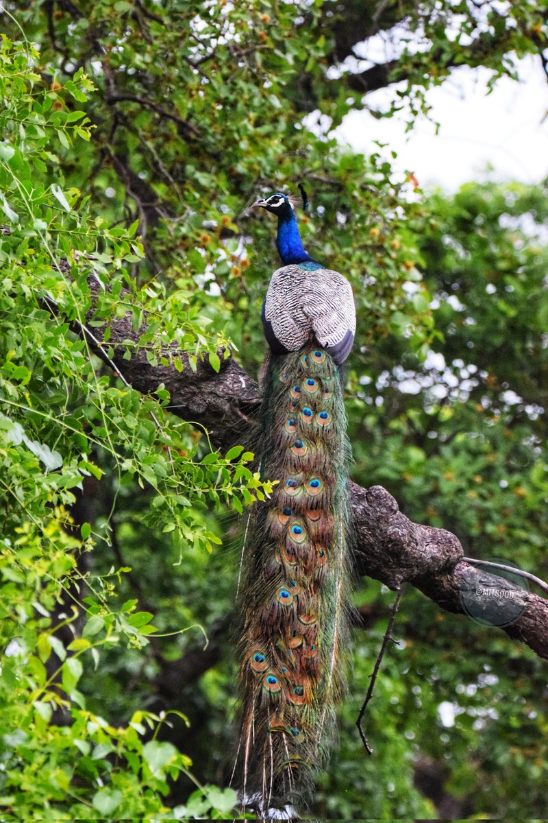 Amit Sood tweet media