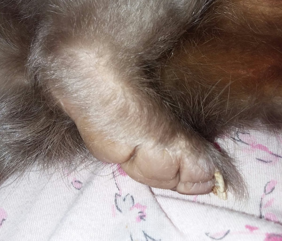 skunkeveryhour's tweet image. 