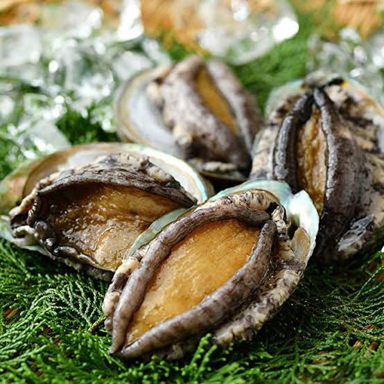 クイズ 鰒 なんと読む ヒントは魚ではなく貝 Sotokoto Online ソトコトオンライン 未来をつくるsdgsマガジン