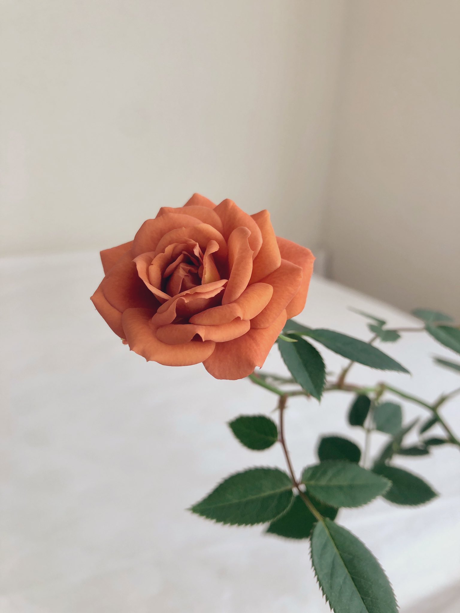 Ainoa 生花のない花屋 テディベアがまた 返り咲いてくれました ほわりと 良い香りを届けてくれてます ミニバラ T Co B0nwc84tmk Twitter