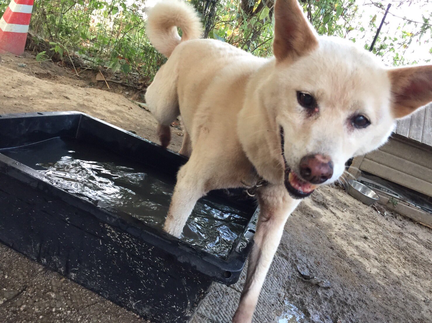 Animal Life Saver 0saver Twitter