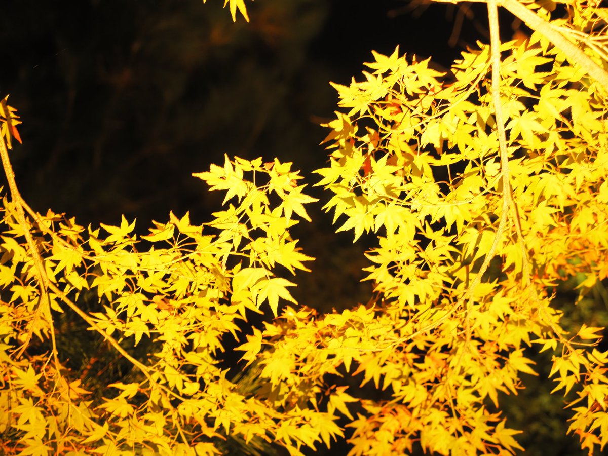 tohu_gutugutu's tweet photo. 金色の紅葉

#紅葉 
#olympus https://t.co/c00D2J8Ozp