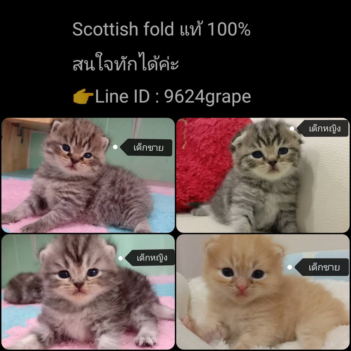 GrapeVariety's tweet photo. ตามหาผู้ปกครองใจดี สินสอดเคาะหลังบ้านได้เลยนะคะ 😸🙏😸 #ลูกแมว #scottishfold #ทาสแมว #แมว #แมวไทย #maew #meow
#bestmeow #หูพับ #kitten #ลูกแมวสก๊อตติชโฟลด์ #สก็อตติชโฟลด์ #สก๊อตติสโฟลด์ https://t.co/XIYNywXnqE