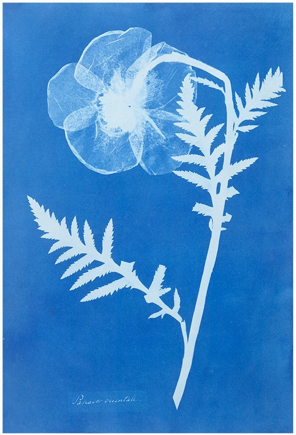 'Poppy' c.1852 by Anna Atkins, UK pioneer in botany and photography whose photographs created by cyanotype process were among the first ever to be published #WomensArt