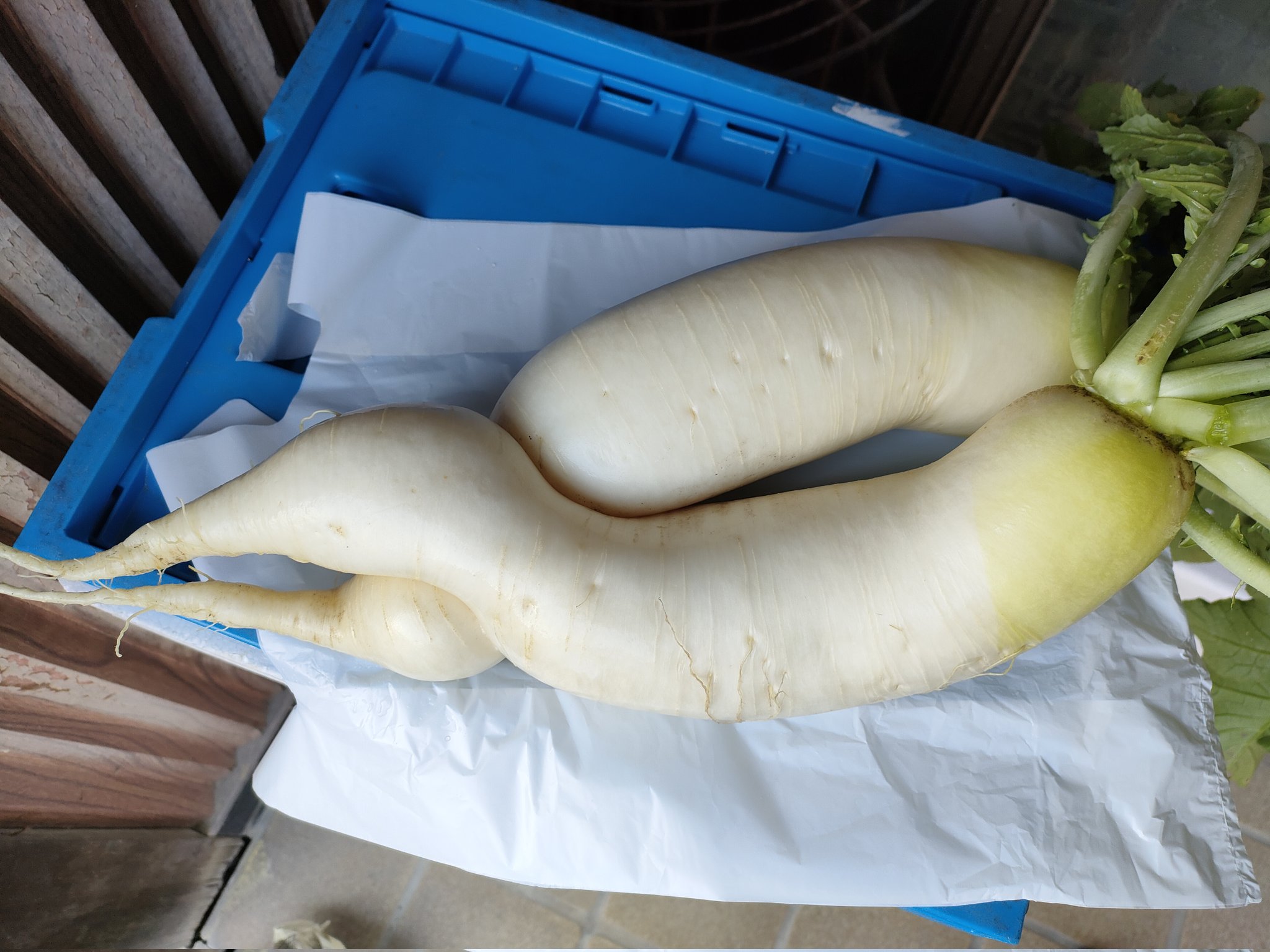くろうさぎ 実家の菜園で採れた二股でーこ 下の方で繋がってます 珍しいので我が家の聖天様にお供えしました あとは美味しく頂きます 大根 ダイコン だいこん でーこ 二股ダイコン 二股大根 二股だいこん 二股大根縁起が良い 聖天様 歓喜天
