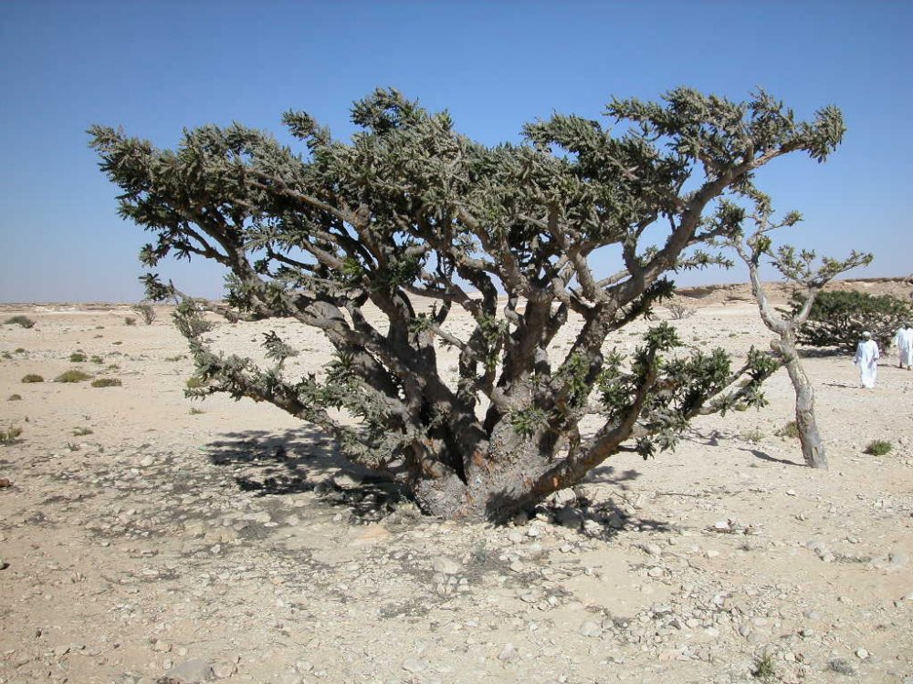 Thechedimuscat's tweet photo. Frankincense is an integral part of Oman’s culture and heritage. Let’s travel to Dhofar, home to this aromatic resin, and discover its mystique in this scent-suous journey.
Read more: https://t.co/p4P5hiEAYP
#GHMJourneys #AStyleToRemember #GHMHotels #oman #frankincense https://t.co/5oK2OMChGl