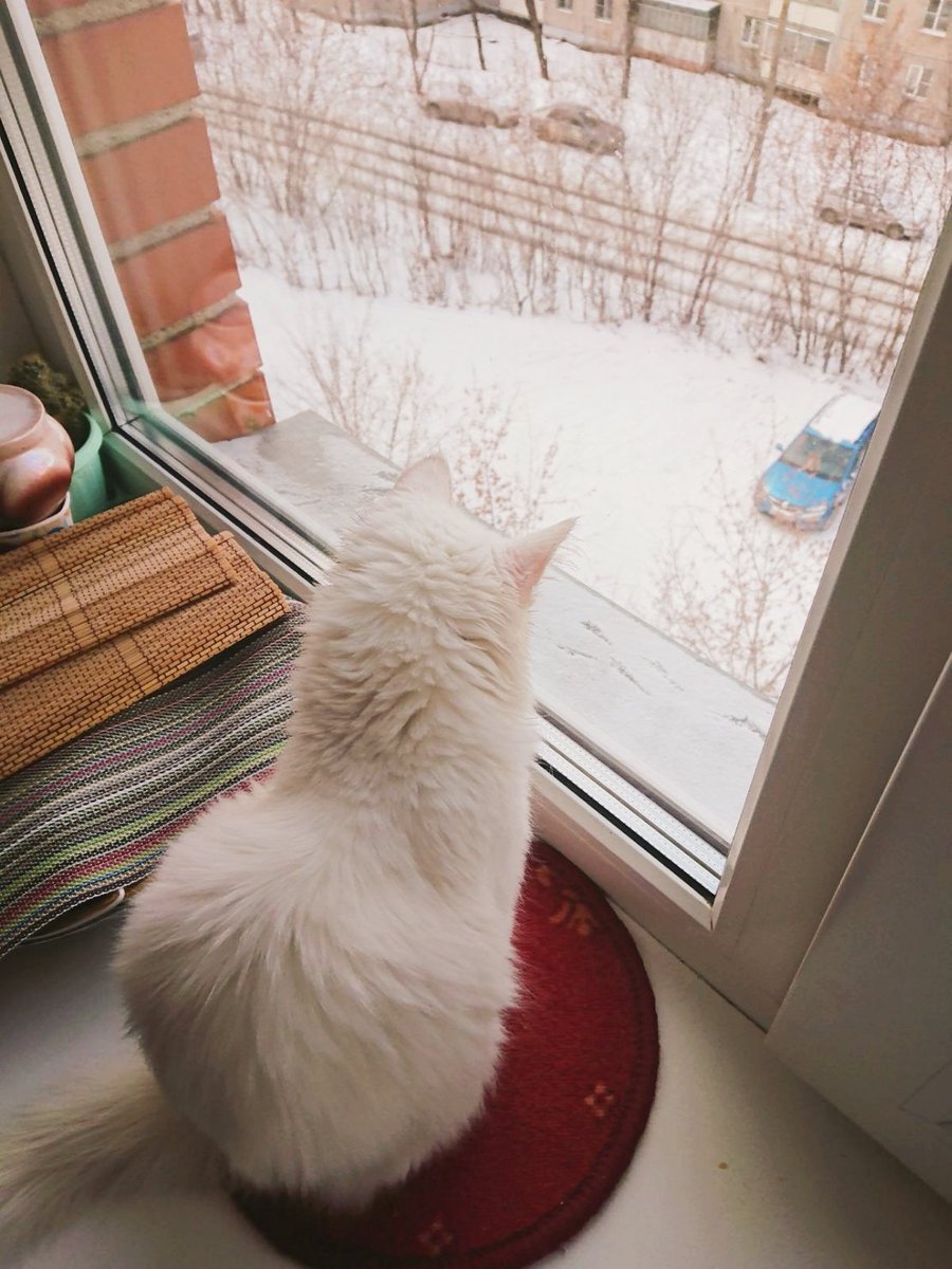 ashiya74ru's tweet photo. 雪の色の毛並みをした
子猫ゼフィルカちゃん
雪を眺めている❄️ https://t.co/5BFUcry3Lu
