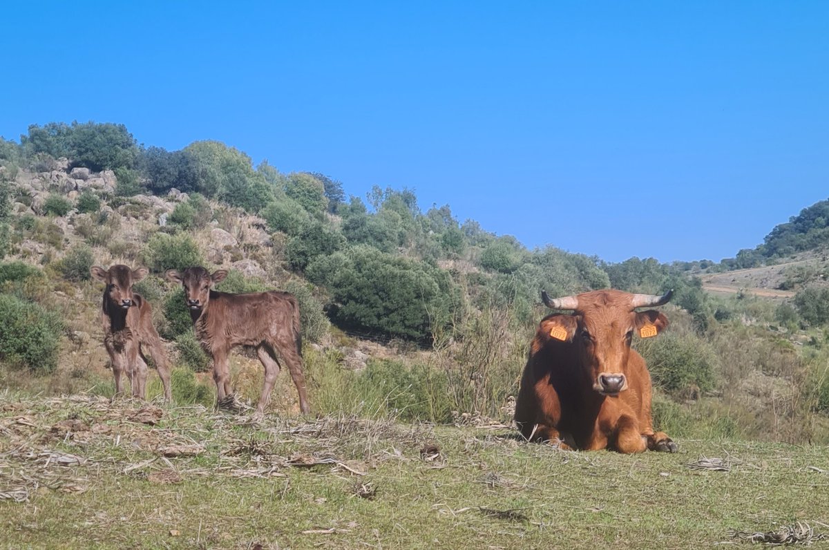 Ganaderia Astolfi tweet media