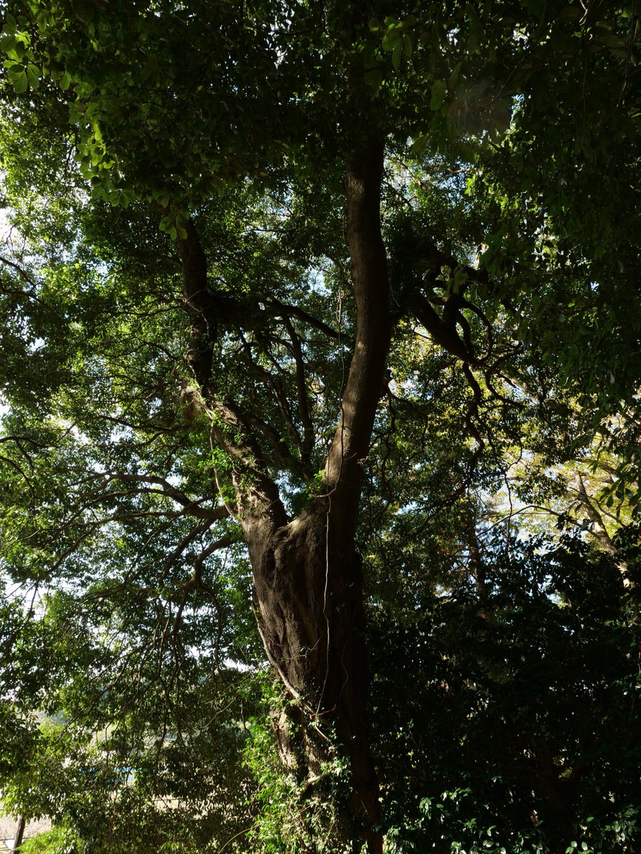 takungm's tweet photo. 娘の七五三で地元、黒川の汁守神社へ。とても趣のある素敵な場所です。黒川へお越しの際はぜひどうぞ。
#黒川フォト #汁守神社 https://t.co/tcq4thr7yb