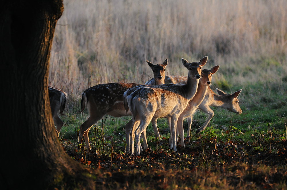A Year with Deer tweet media