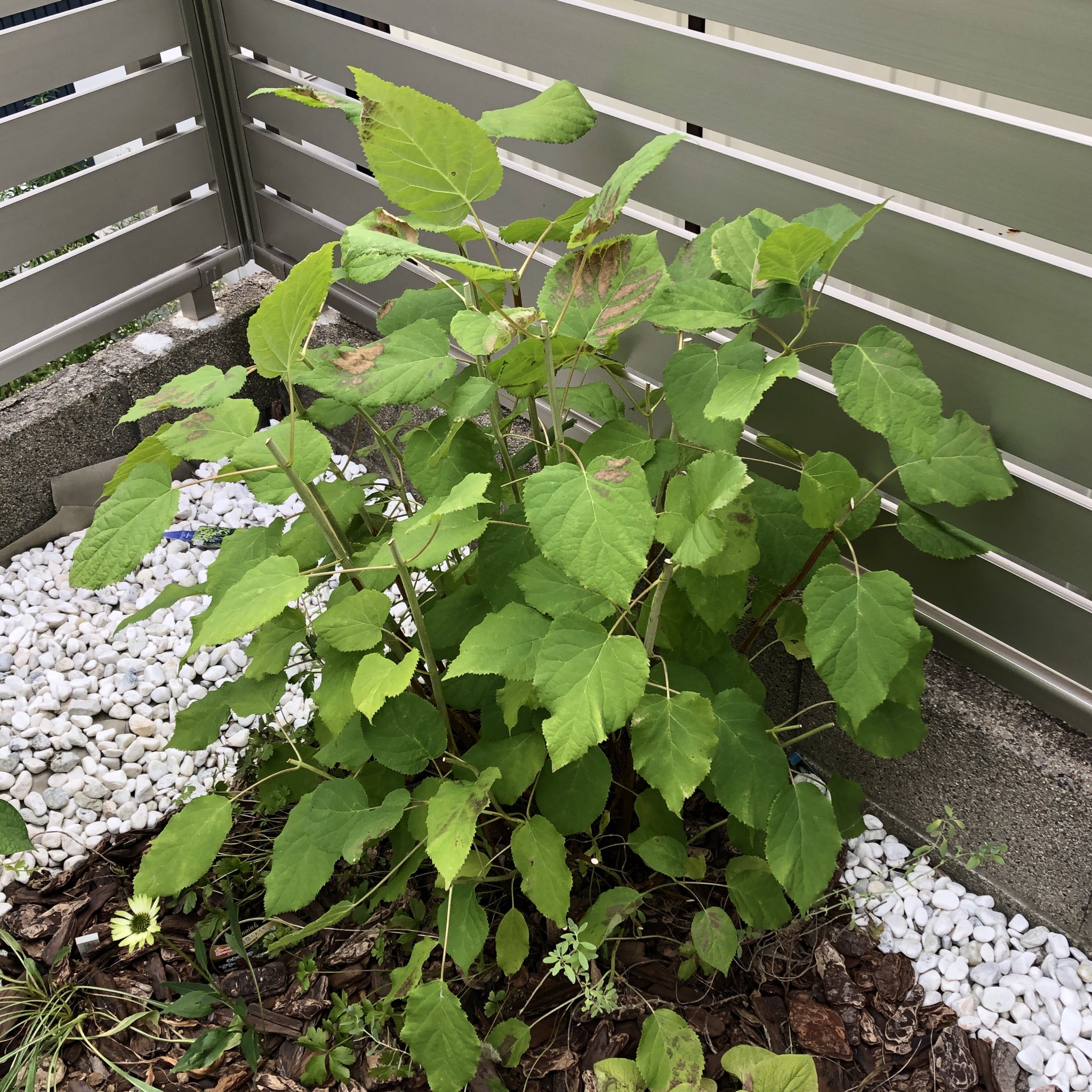 風織 庭いじりメモ アジサイ アナベル 葉を広げ始めました 地際の小さな枝からも新芽が出ています アナベルの木陰を頼りに植えた苗もあるため 一気に茂ってくれそうで頼もしいです T Co P5qqpivqmk Twitter