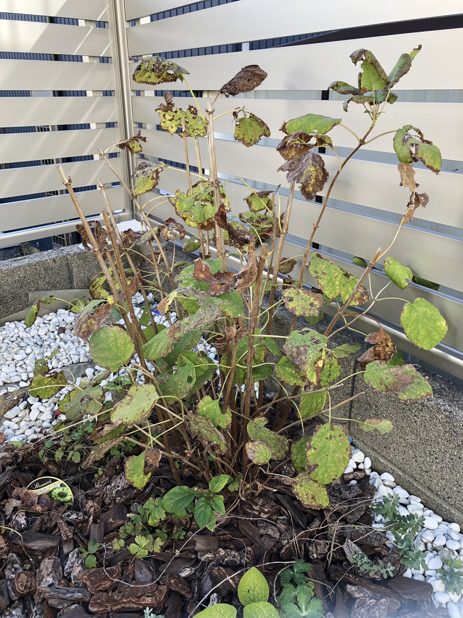 風織 庭いじりメモ アジサイ アナベル 葉を広げ始めました 地際の小さな枝からも新芽が出ています アナベルの木陰を頼りに植えた苗もあるため 一気に茂ってくれそうで頼もしいです T Co P5qqpivqmk Twitter