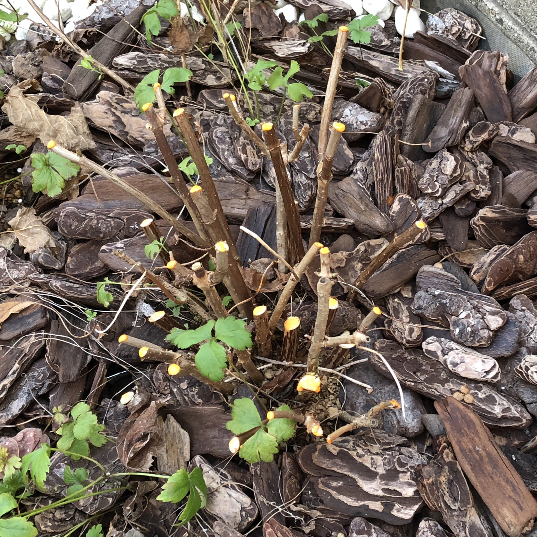 風織 庭いじりメモ アジサイ アナベル 葉を広げ始めました 地際の小さな枝からも新芽が出ています アナベルの木陰を頼りに植えた苗もあるため 一気に茂ってくれそうで頼もしいです T Co P5qqpivqmk Twitter