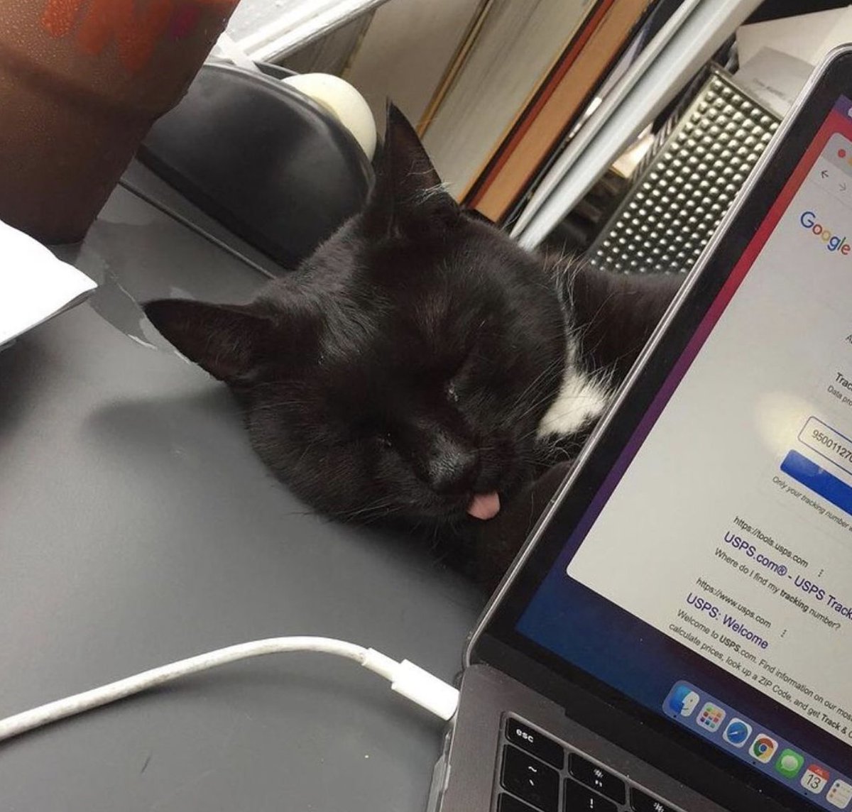 hackermews's tweet photo. 📷 i/brewery_cat https://t.co/zrMhaNwiXa