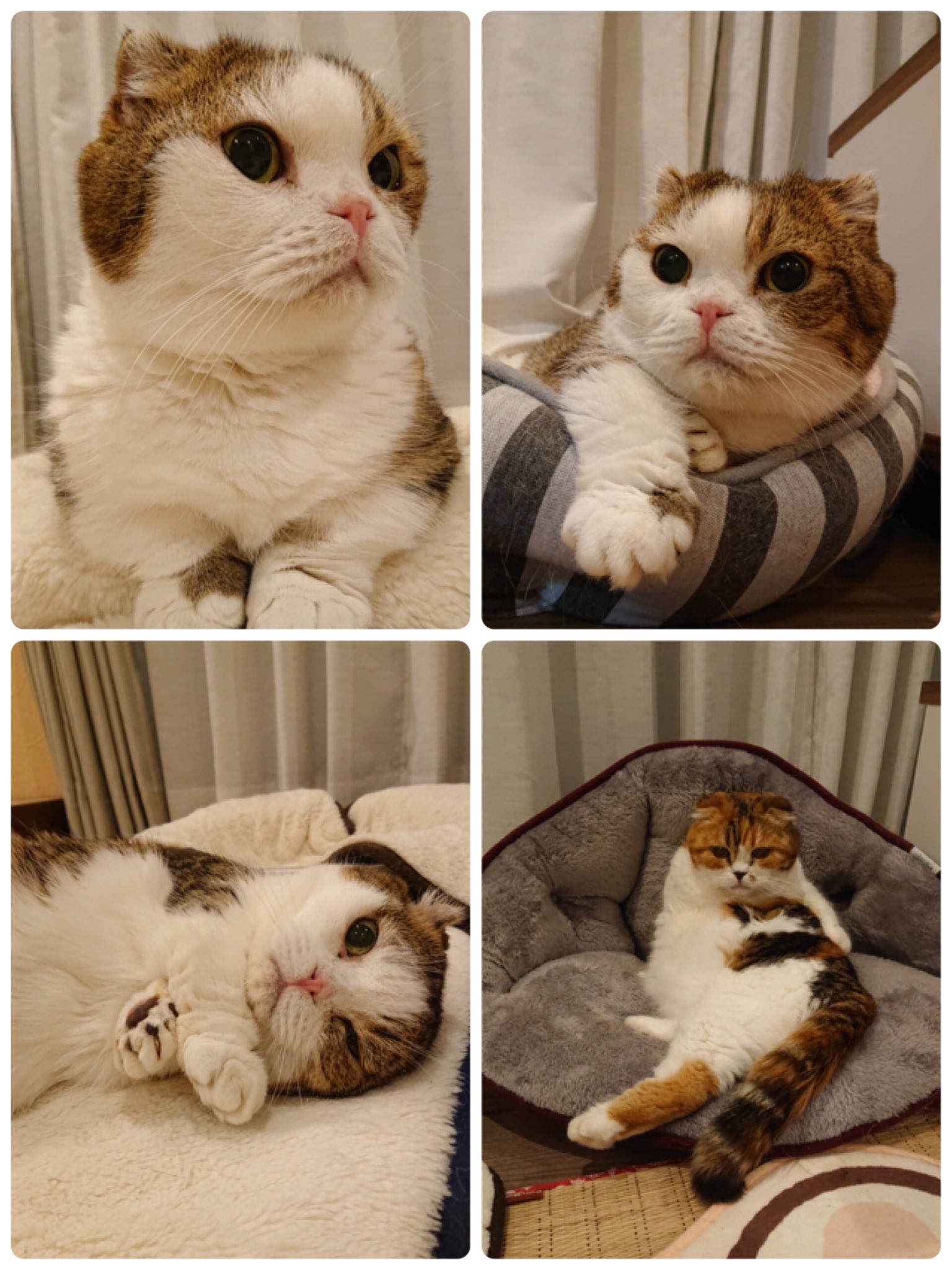横浜 猫カフェ れおん レオン君ルディーちゃんの里親様よりお写真を頂きました レオン君はすっかり甘えん坊で ソファに乗りたい時は鳴いてアピール ルディーちゃんは食いしん坊で来客があると誰にでも甘えるそうです れおんでは現在26匹の猫ちゃん