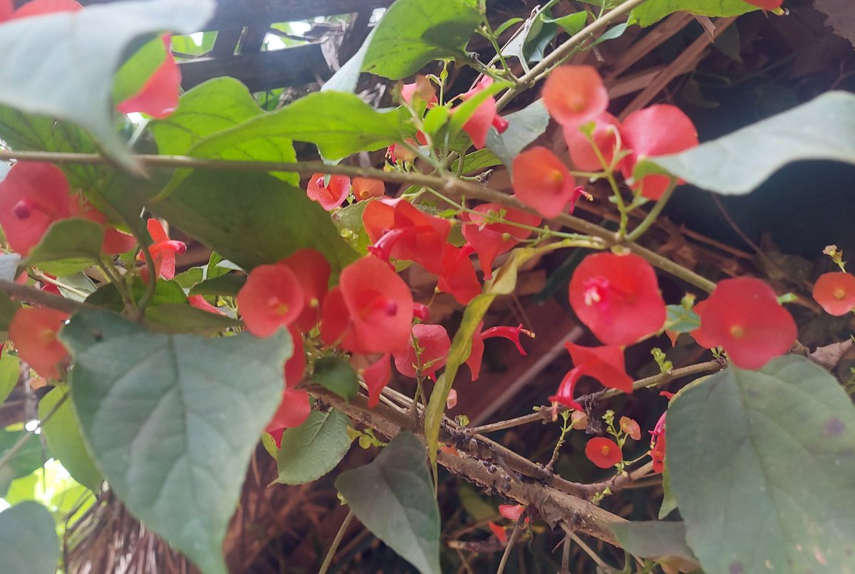 jjayak's tweet photo. Chinese hat plant adding colourvto the onset of winter @Kumarghat https://t.co/AmDVCsqmTS