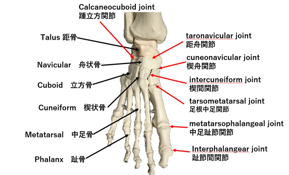 北山佳樹 エコーと足部が大好き 足部の骨と関節の英語名称 論文を読むときはこれを知らないと読めない T Co 4wj1dydutf Twitter