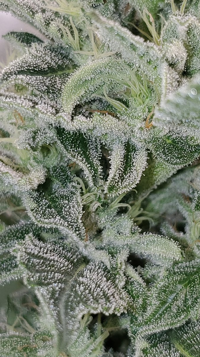 PotMarijuana's tweet photo. Got a drippy D in my tent once again. There's a farmer above giving it ample energy to coat itself in sticky icky, a @spiderfarmerled.
@Candytiiier1
#GorillaD
#ShutteBuds
#Mmemberville
#CannabisCommunity 
#StonerFam https://t.co/mZLSuqHAvL