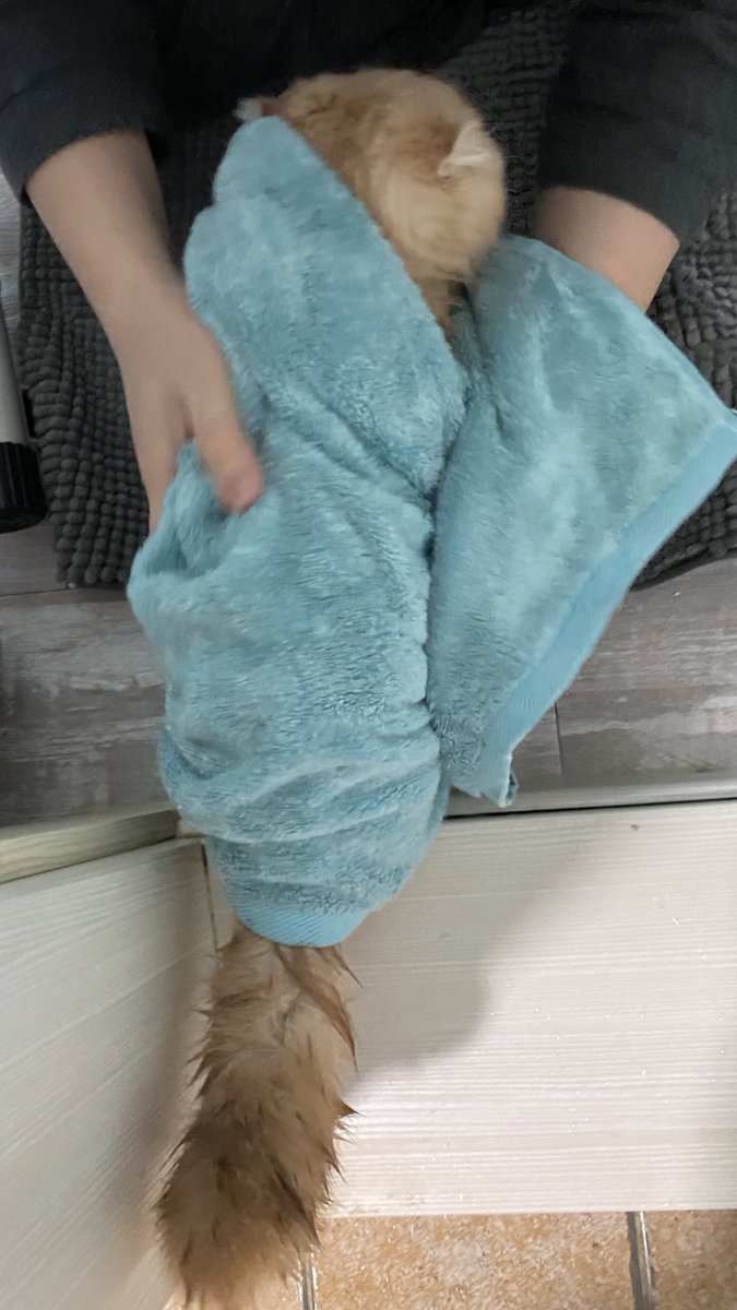 niinii_meow's tweet photo. 웰스비 밤부타올 워낙 크고 흡수력이 좋아서 니니 다 말리고나서도 아직 타올이 뽀송뽀송해가지구 모모도 부리또 @thefirstfeed https://t.co/Yhk1VscZHV